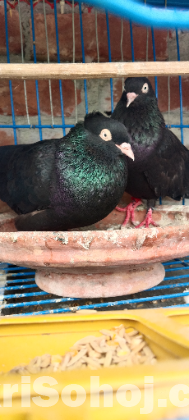 ময়না জাক কবুতর